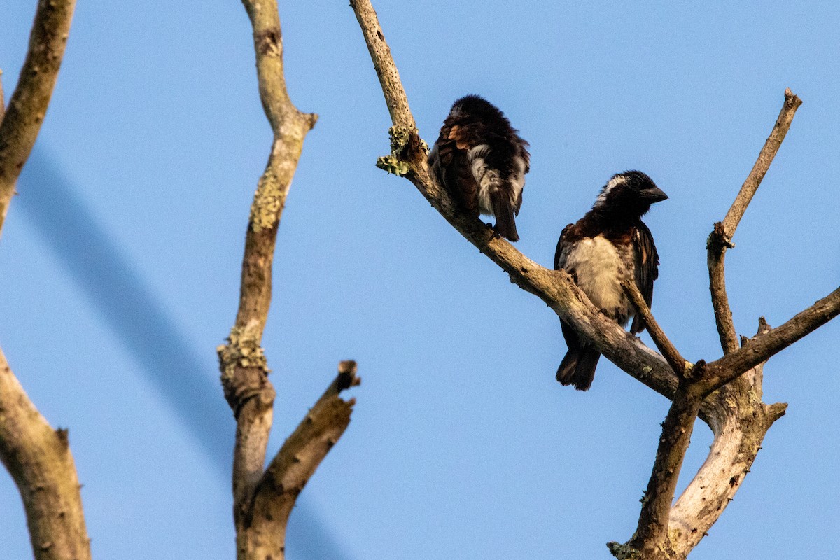 White-eared Barbet - ML641227804