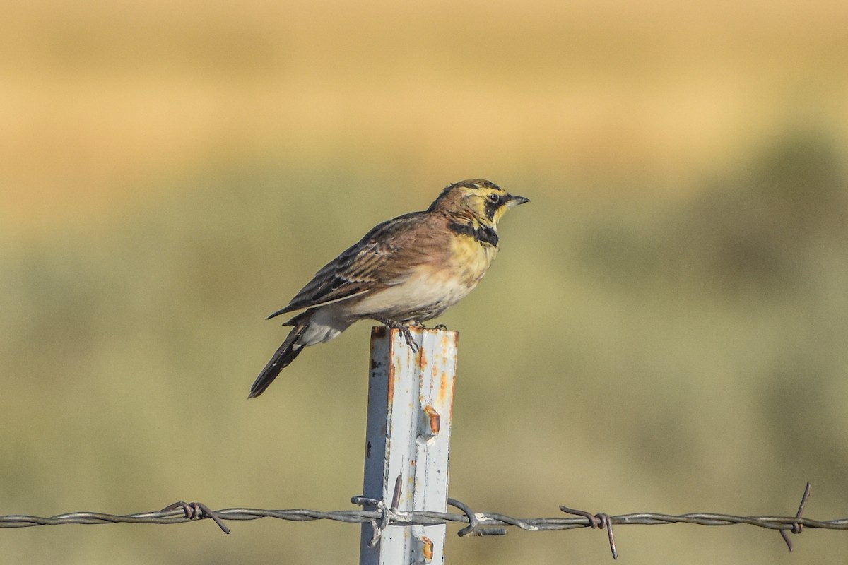 Horned Lark - ML641227815
