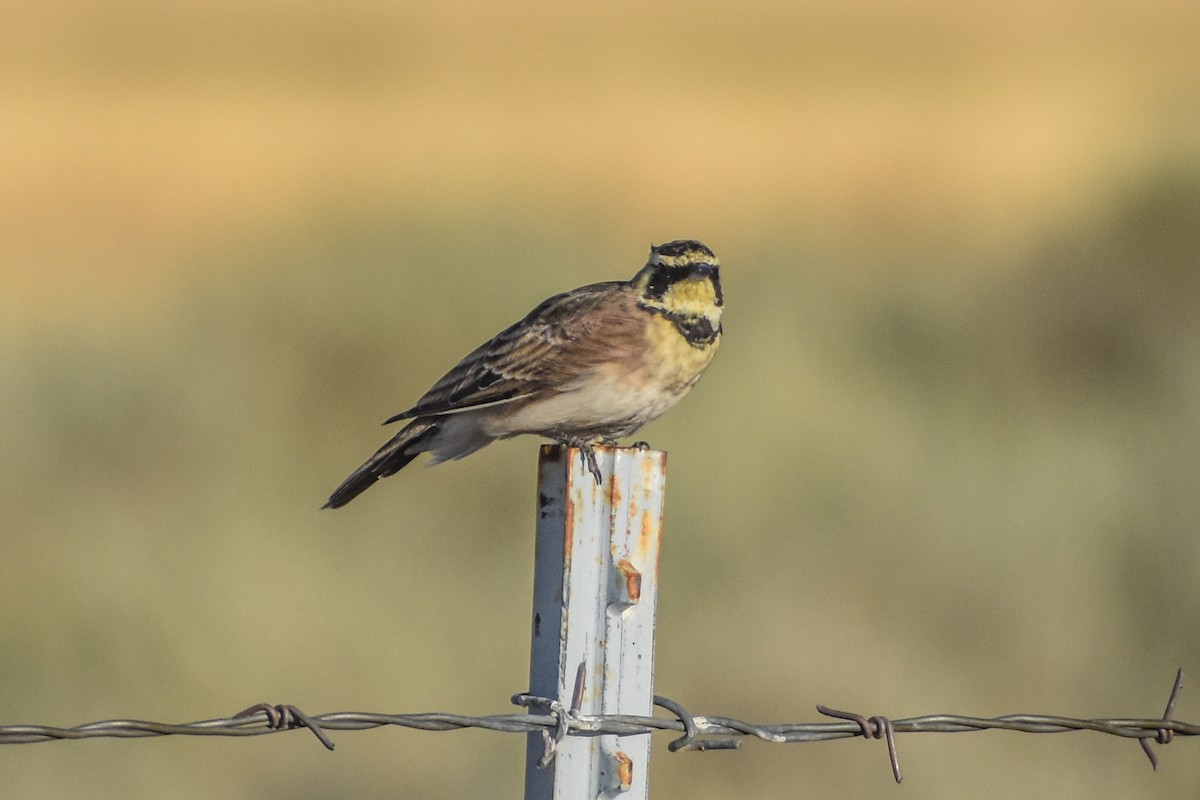 Horned Lark - ML641227816