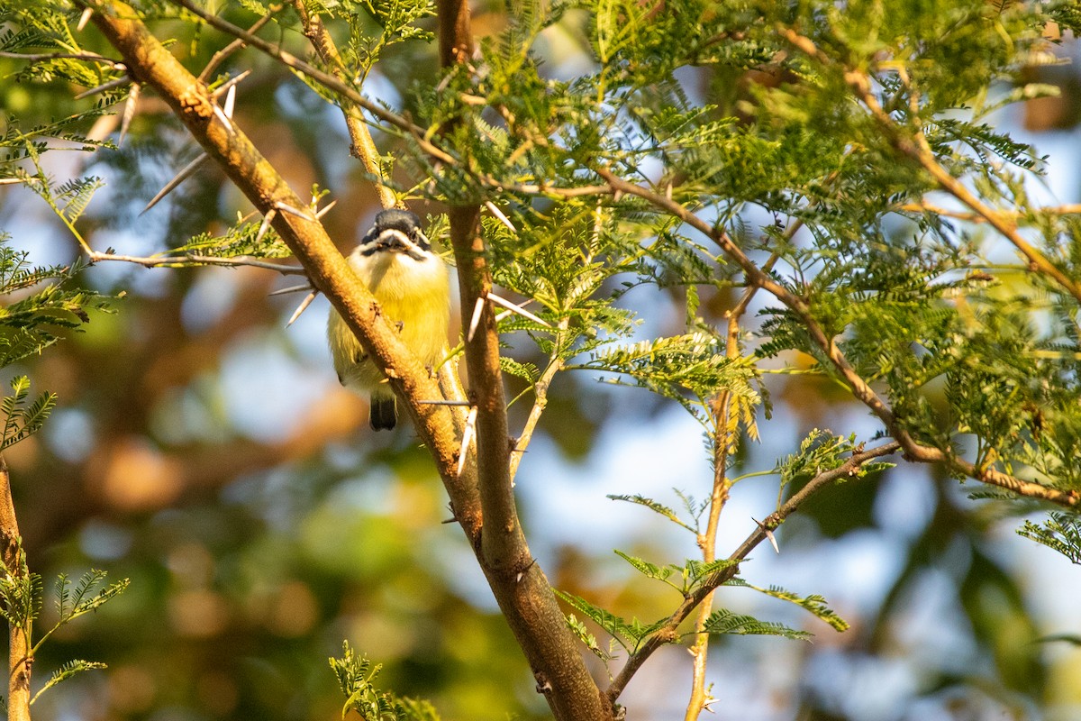 Yellow-rumped Tinkerbird - ML641227817