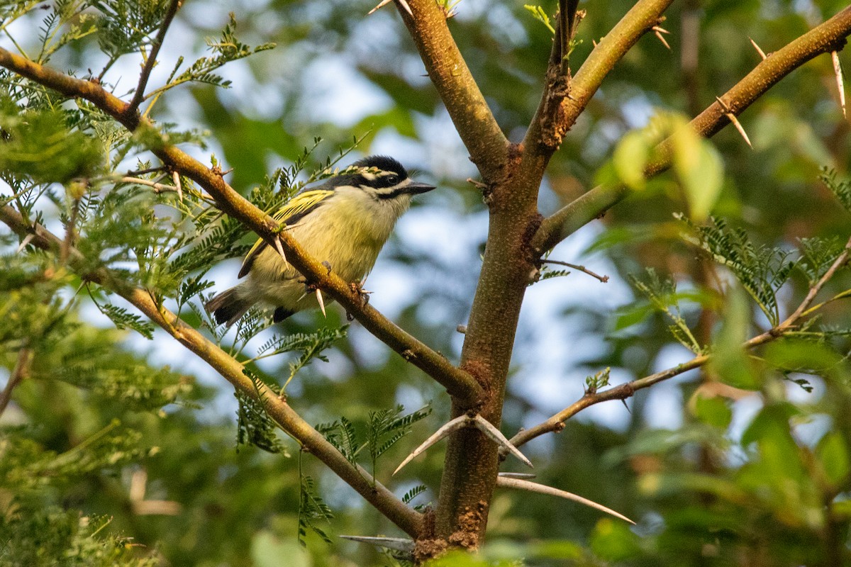 Yellow-rumped Tinkerbird - ML641227818