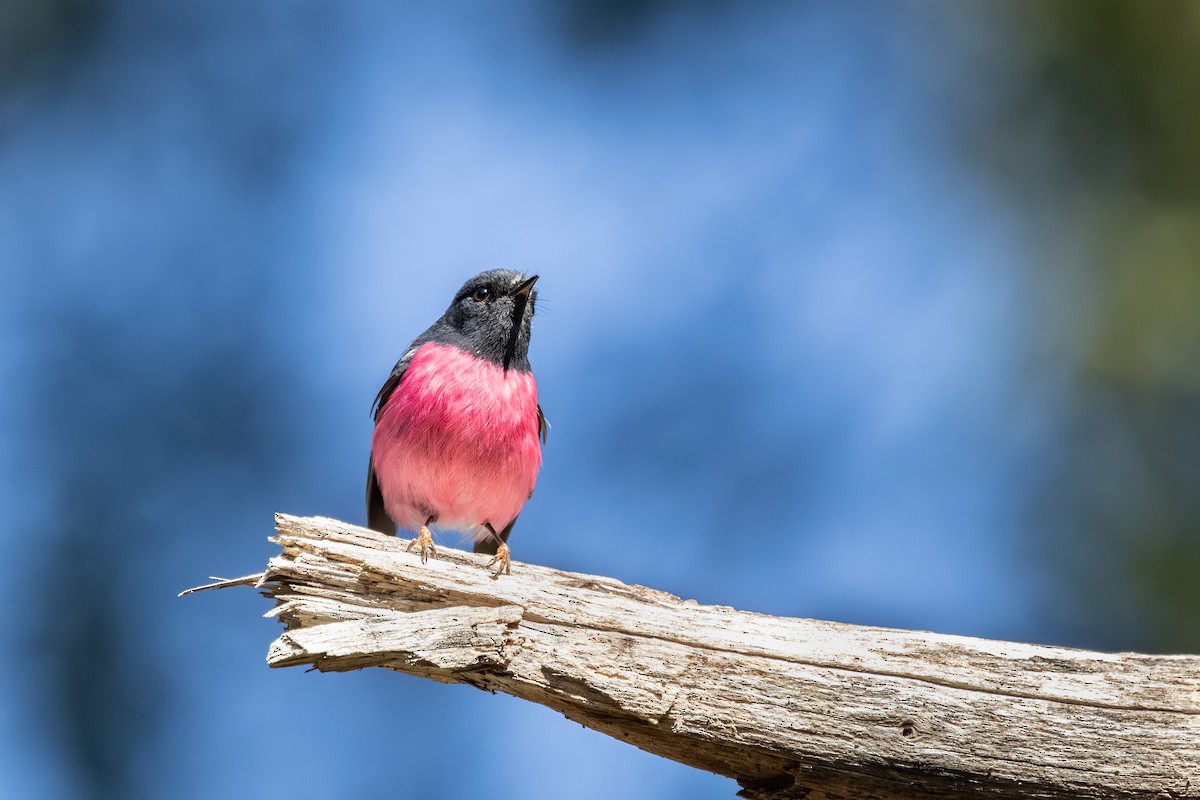 Pink Robin - ML641227824