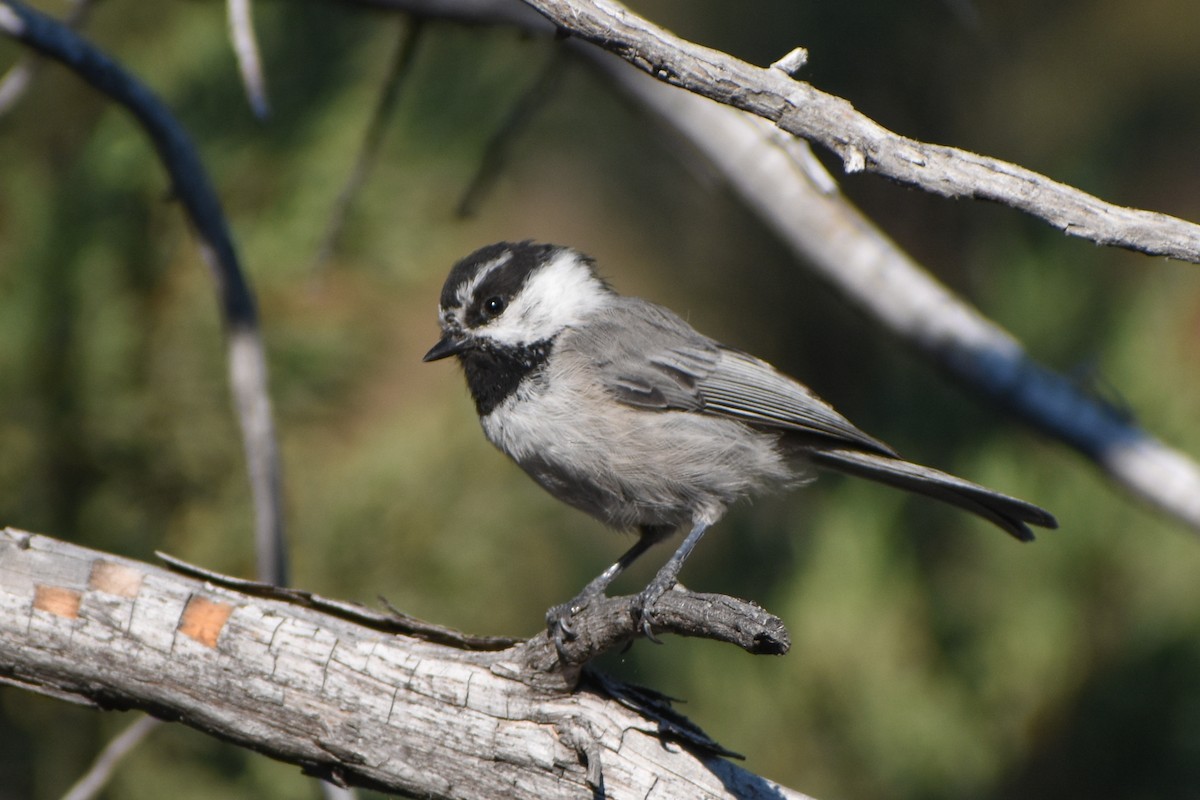 Mésange de Gambel - ML641227827