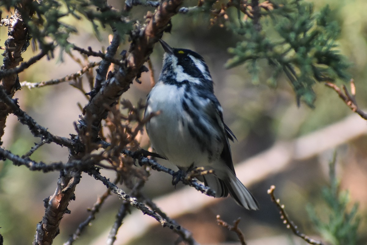 Black-throated Gray Warbler - ML641227830