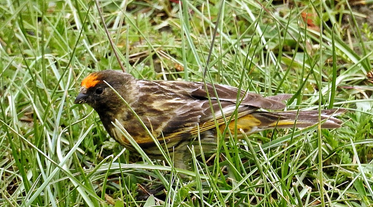 Txirriskila kopetagorria - ML641227832