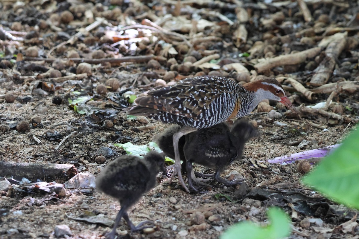 Buff-banded Rail - ML641227838