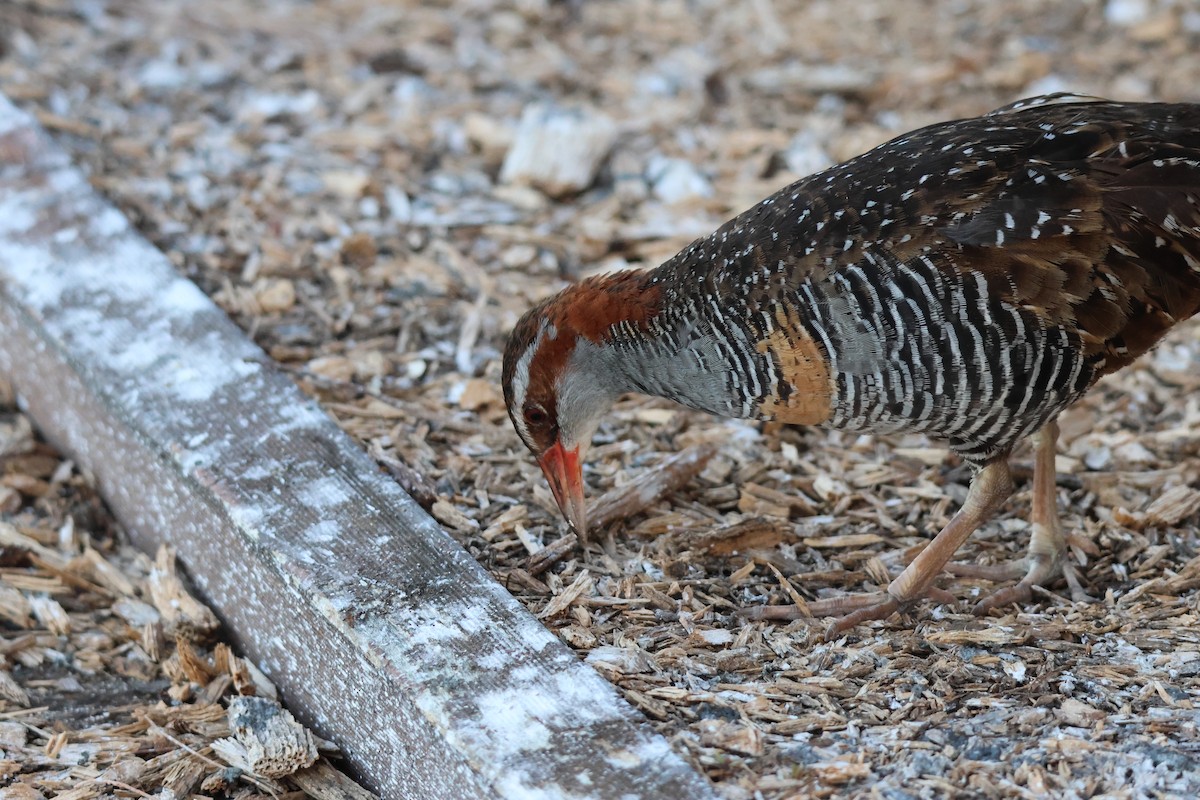 Buff-banded Rail - ML641227839