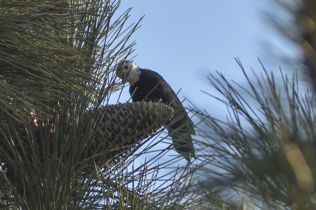 White-headed Woodpecker - ML641227840