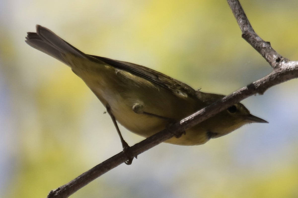 Orange-crowned Warbler - ML641227841