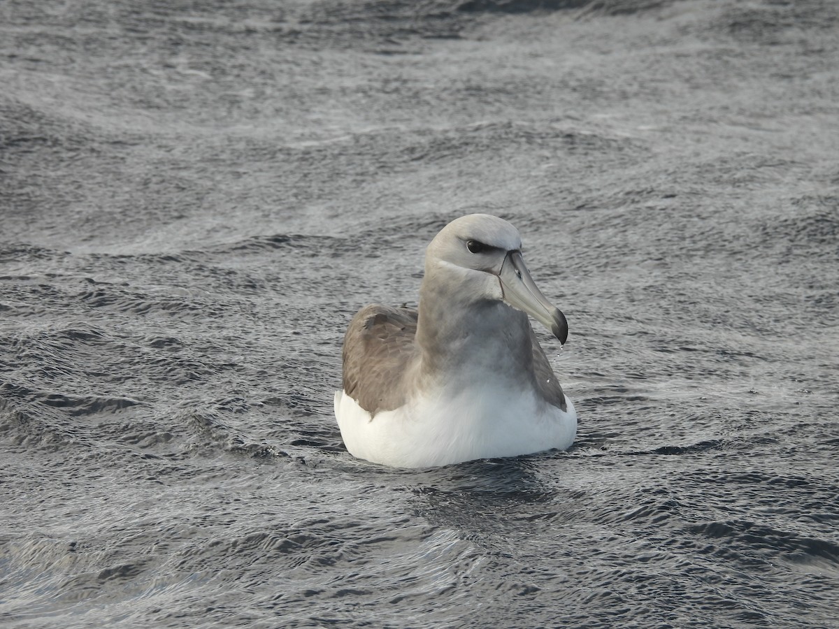 White-capped Albatross (steadi) - ML641227844