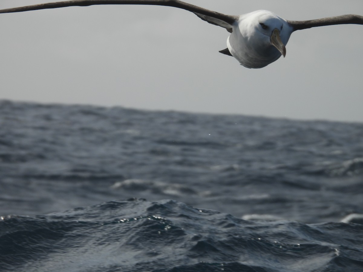 Albatros bekainduna (impavida) - ML641227845
