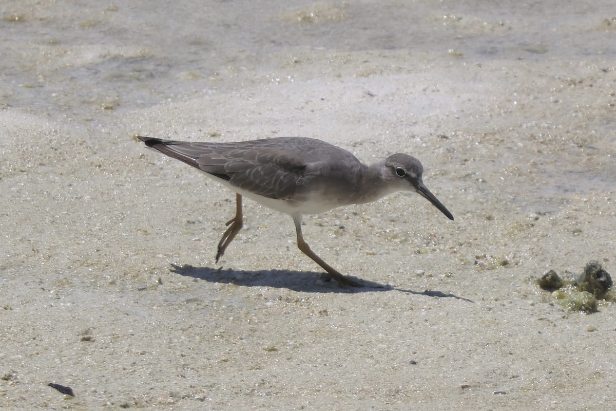 Kuliska siberiarra - ML641227849