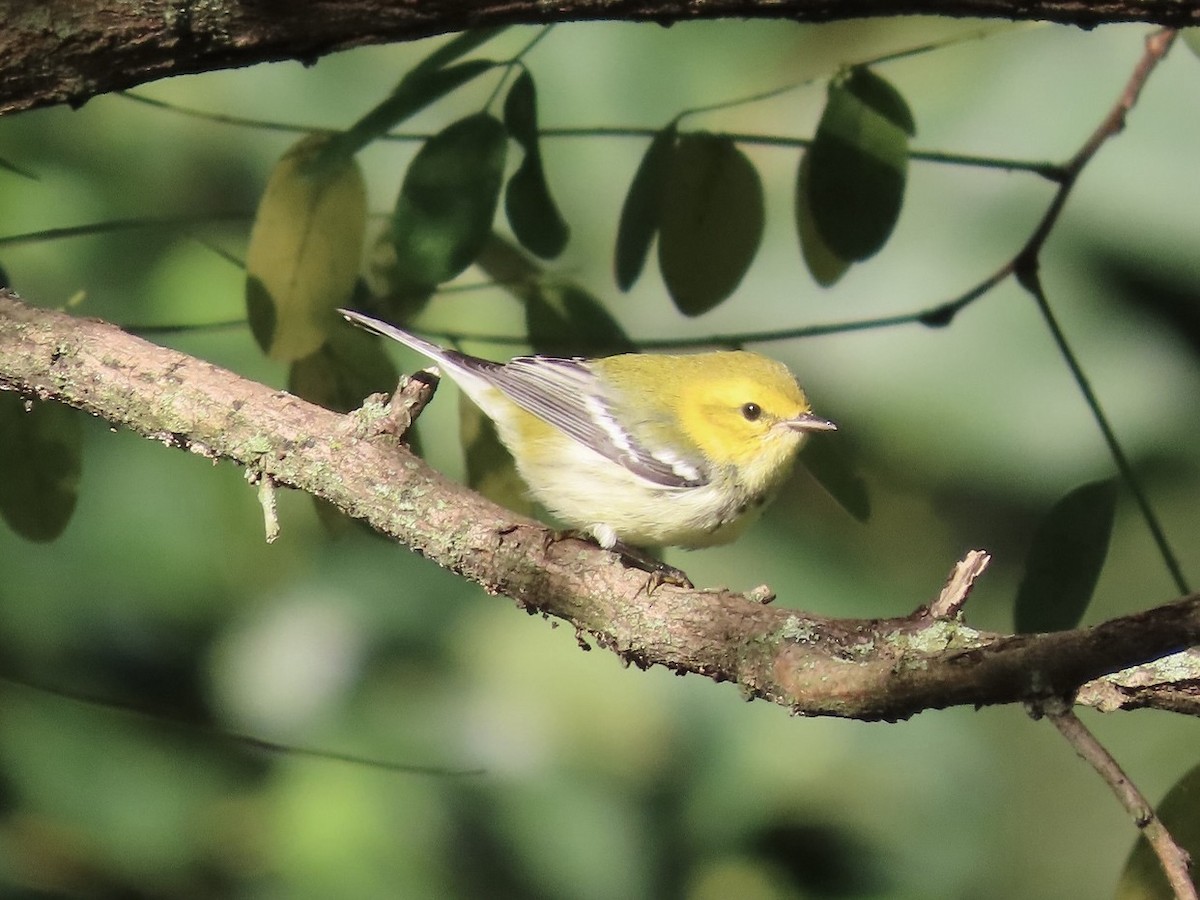 Black-throated Green Warbler - ML641227851
