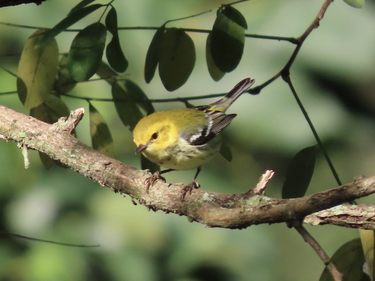 Black-throated Green Warbler - ML641227852