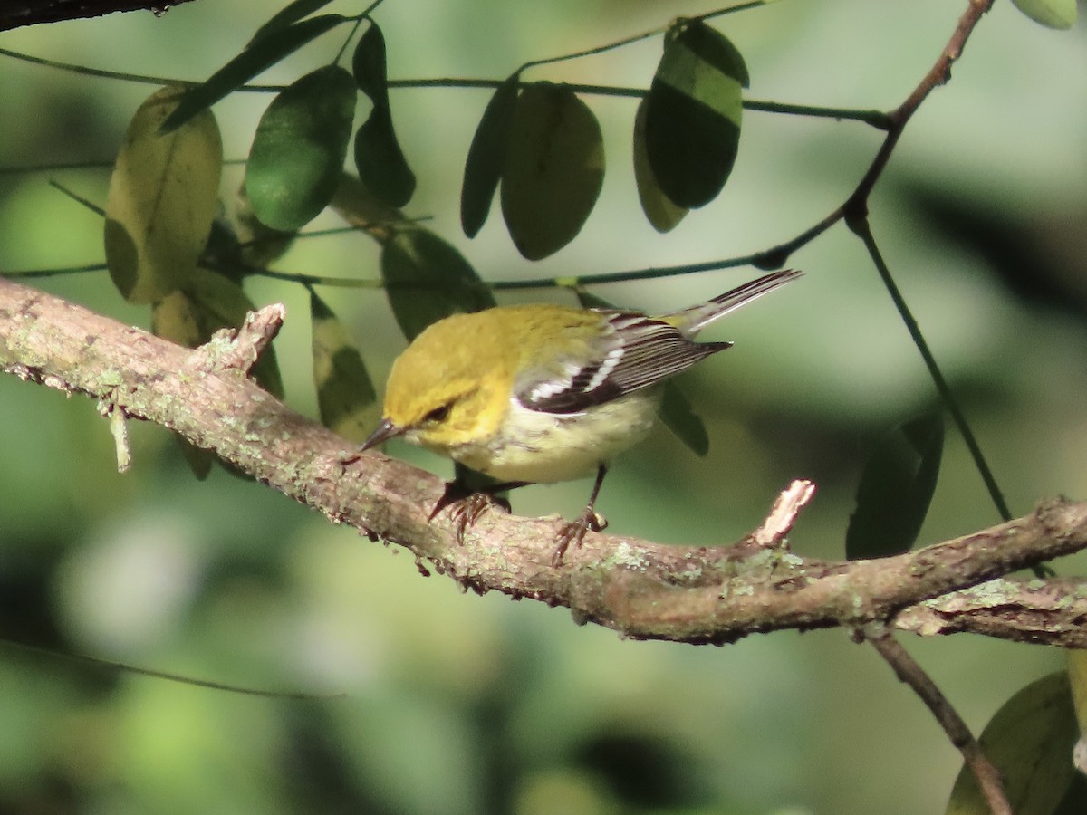 Black-throated Green Warbler - ML641227853