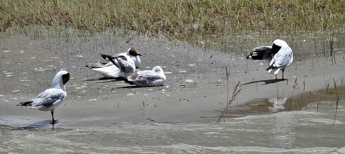 Brown-headed Gull - ML641227854