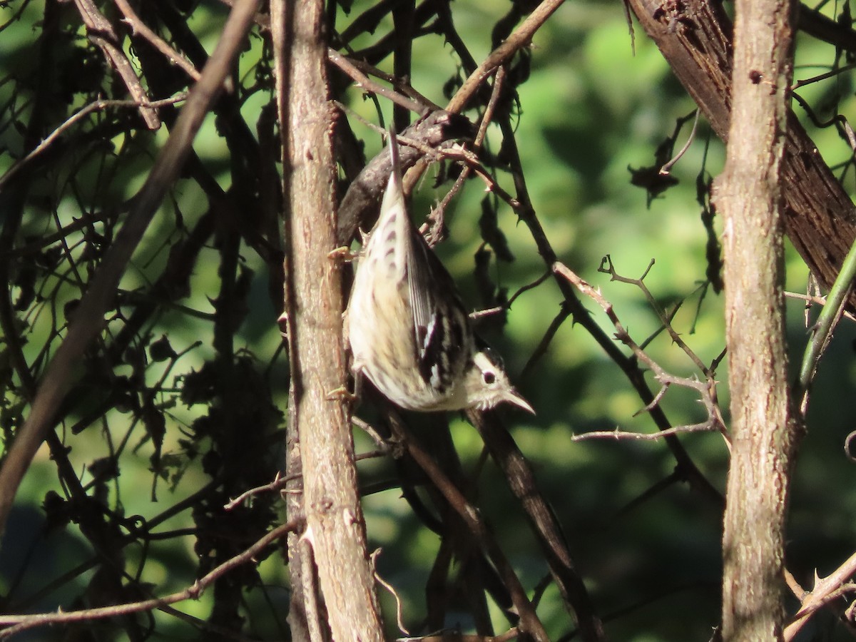 Black-and-white Warbler - ML641227855