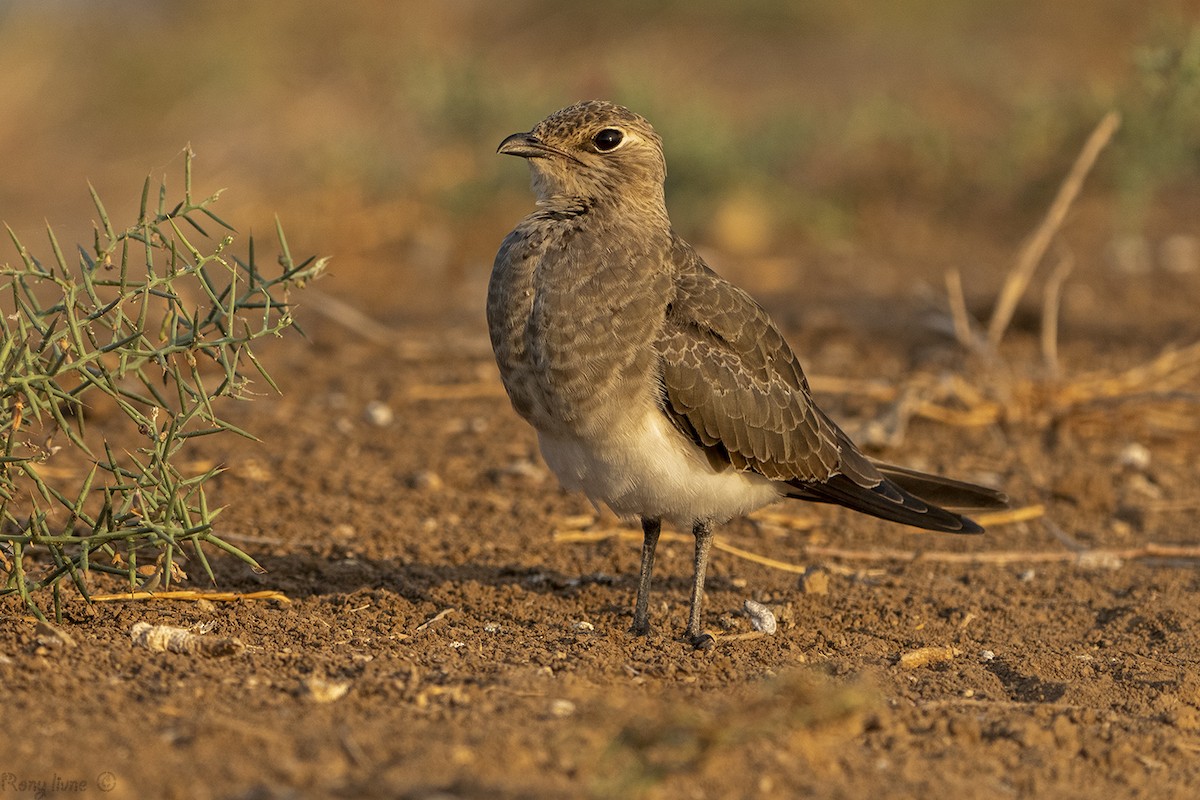 Pratinkola eurasiarra - ML641227856