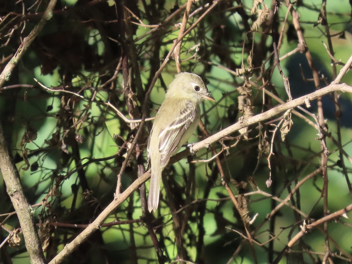 Least Flycatcher - ML641227858