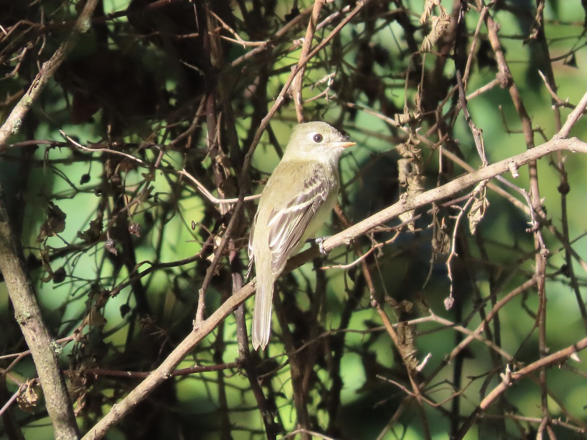 Least Flycatcher - ML641227859