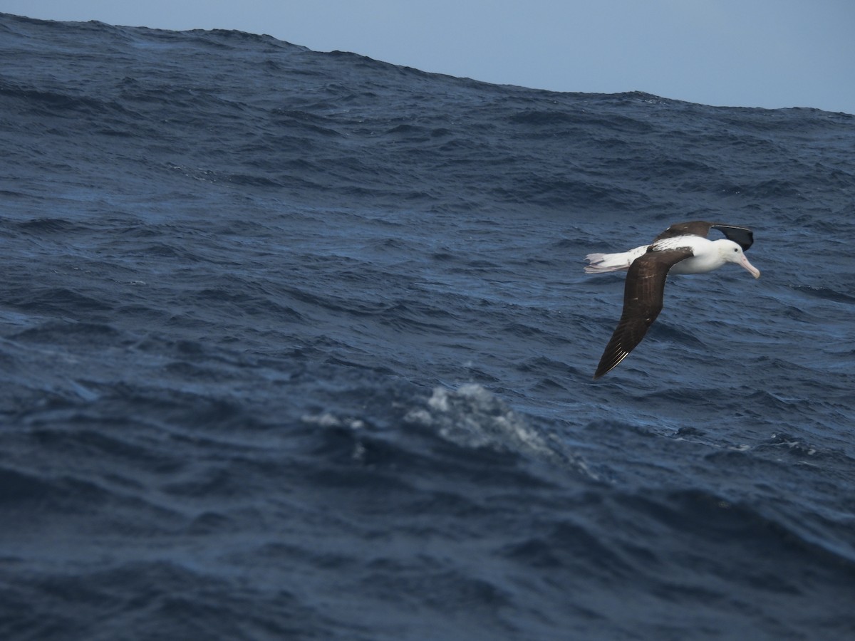 Northern Royal Albatross - ML641227860