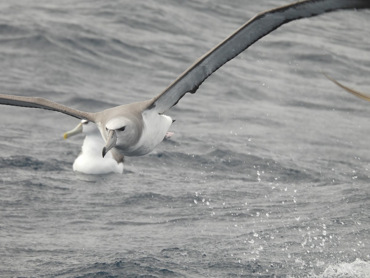 White-capped Albatross (steadi) - ML641227862