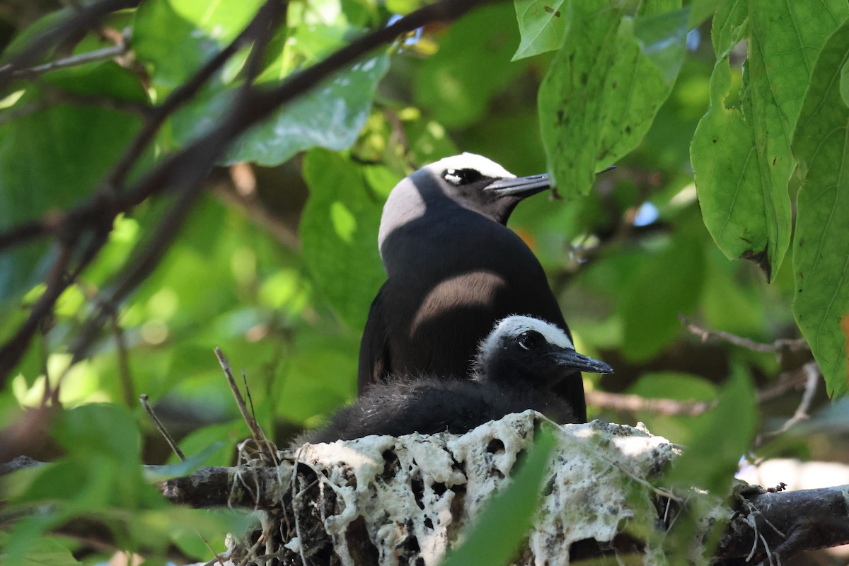 Black Noddy - ML641227863