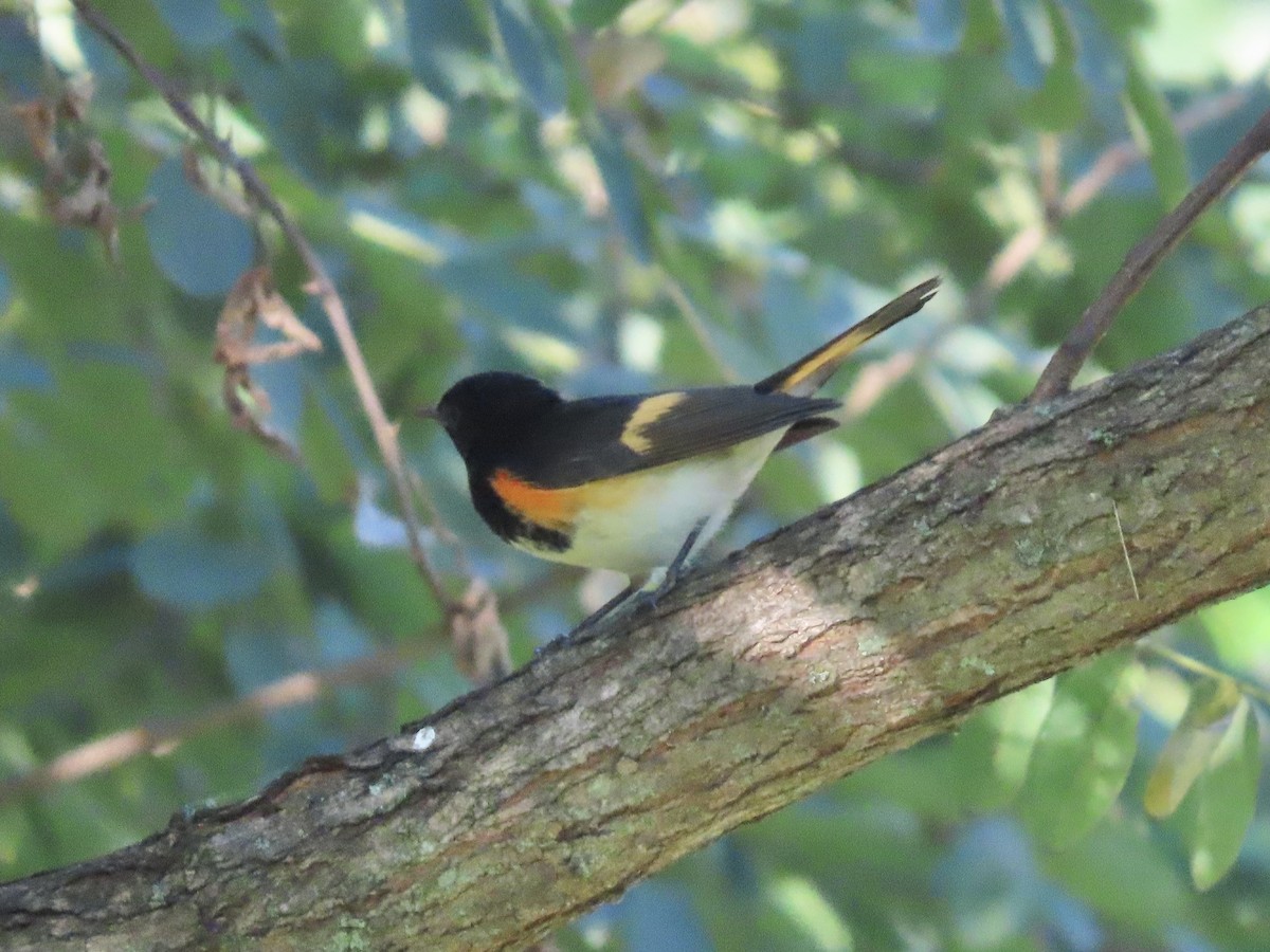 American Redstart - ML641227864