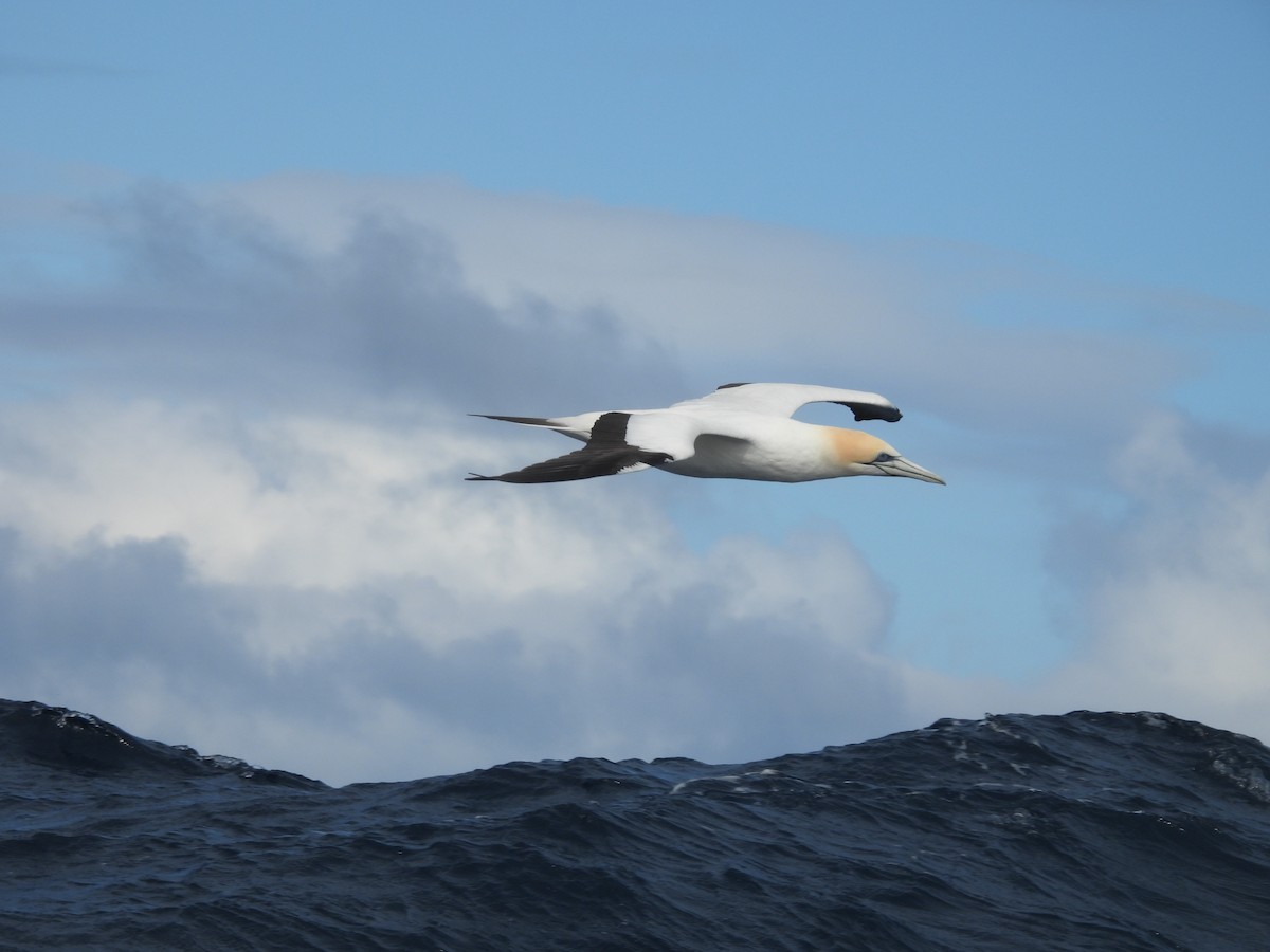Australasian Gannet - ML641227868