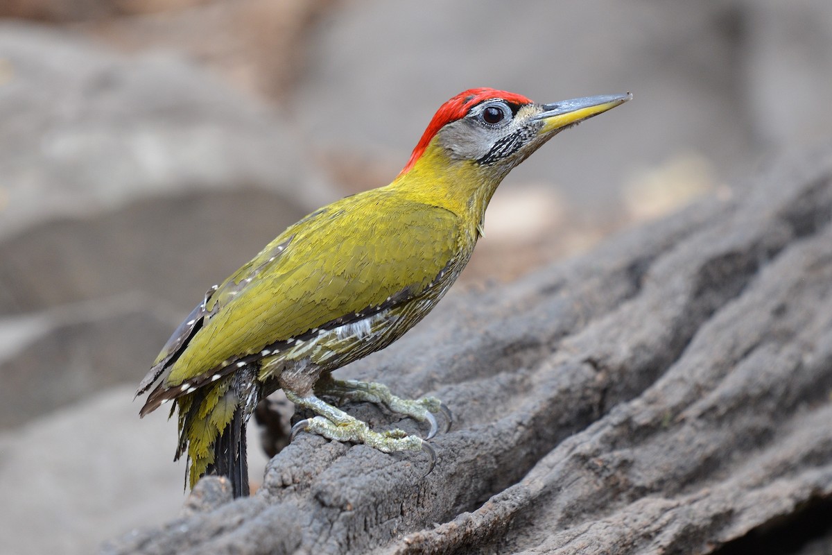 Streak-breasted Woodpecker - ML641227870