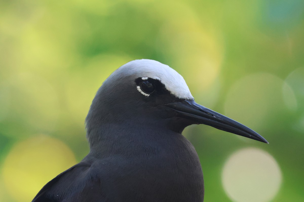 Black Noddy - ML641227873