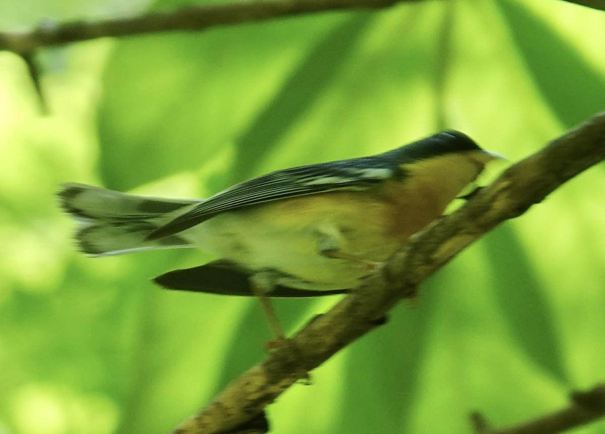 Elfenwaldsänger (pulchra) - ML641227940