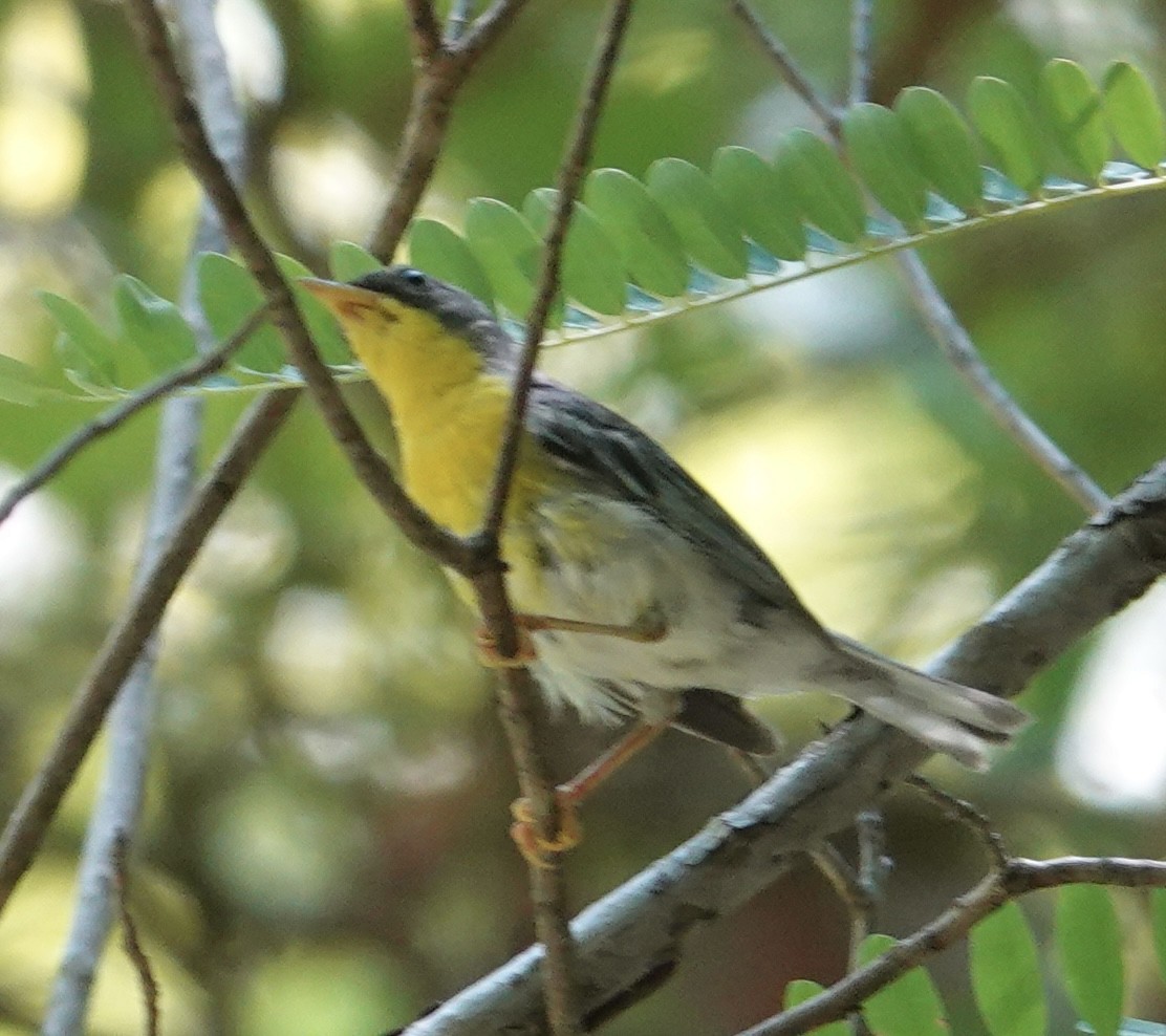 Elfenwaldsänger (pulchra) - ML641227941