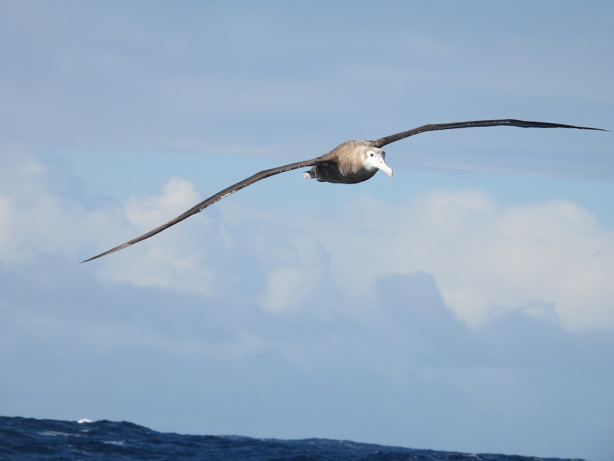 Albatros bidaiaria - ML641227947