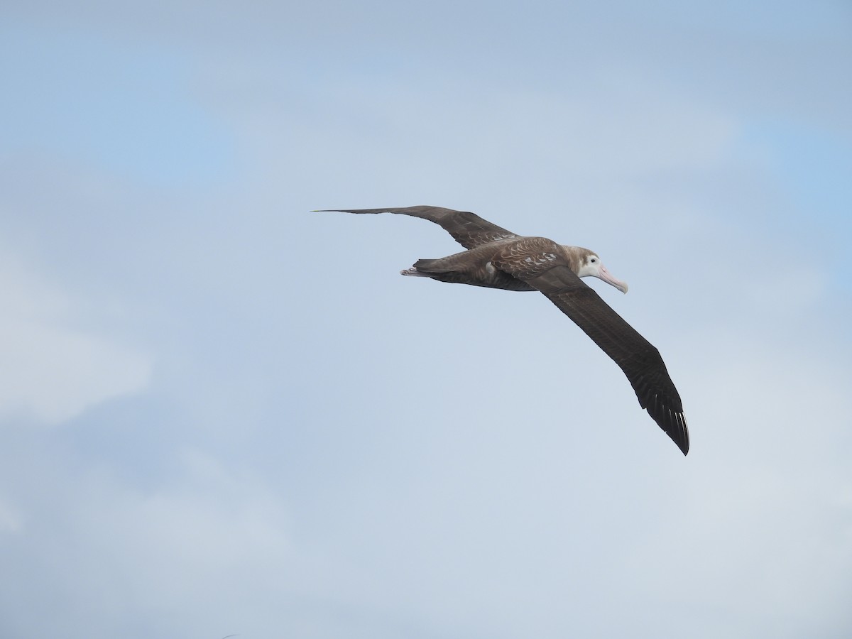 Albatros bidaiaria - ML641227948