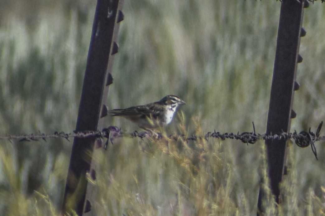 Lark Sparrow - ML641228000