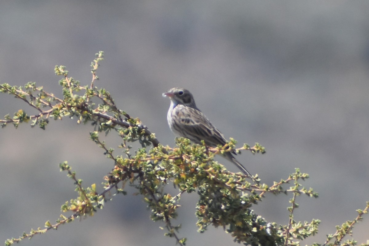 Vesper Sparrow - ML641228011