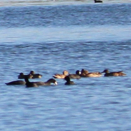 anatidé sp. (canard sp.) - ML641228023