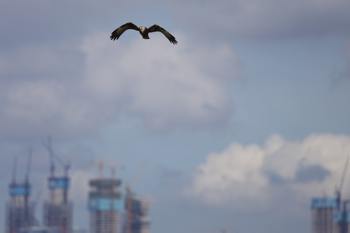 Eastern Marsh Harrier - ML641228033