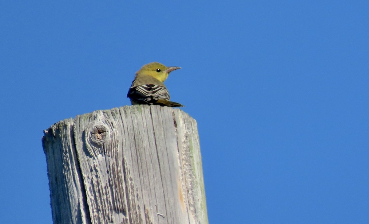Hooded Oriole - ML641228046