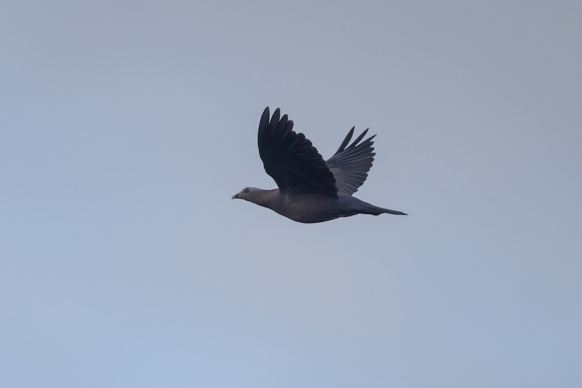 Pigeon marron - ML641228047