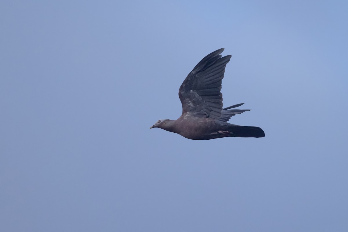 Pigeon marron - ML641228048
