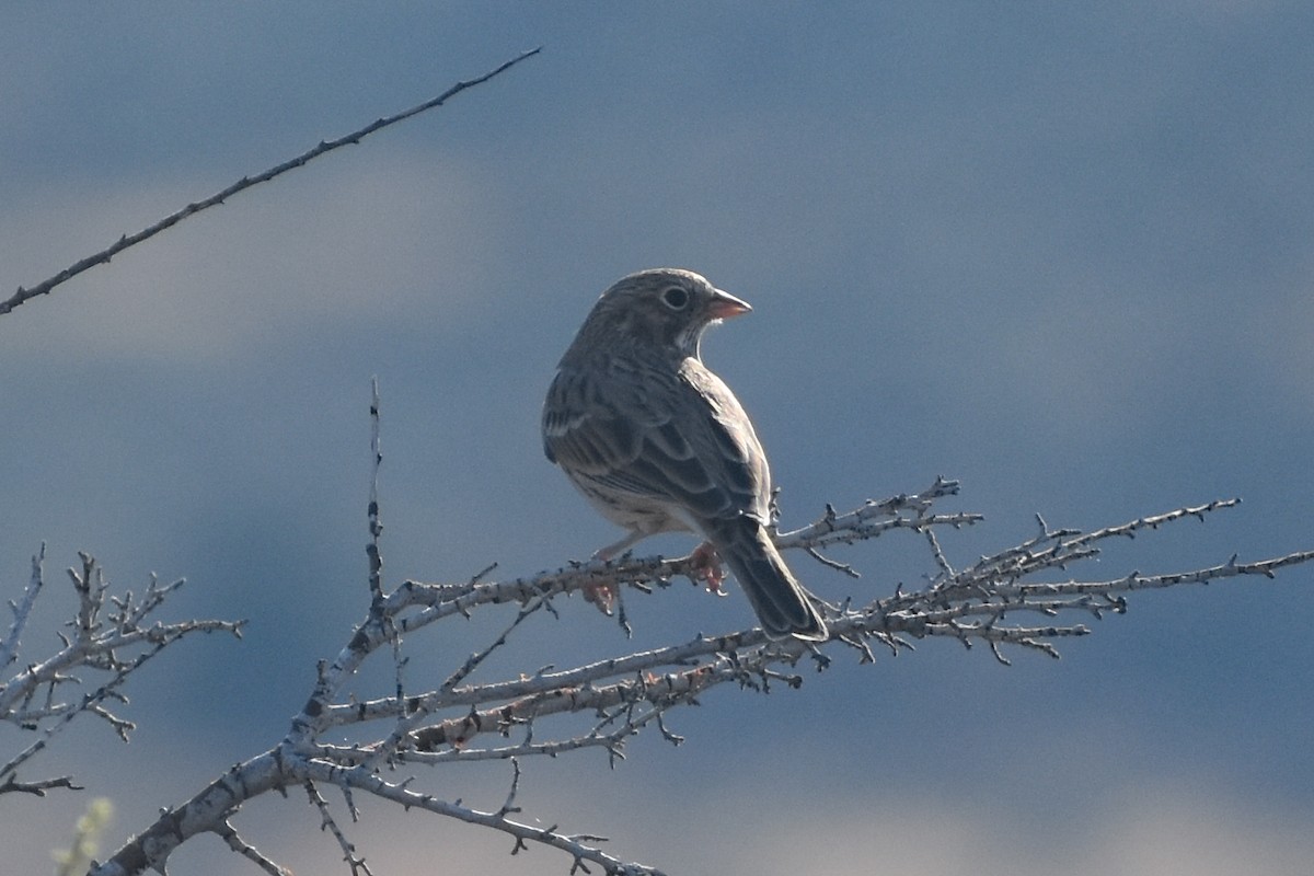 Vesper Sparrow - ML641228067