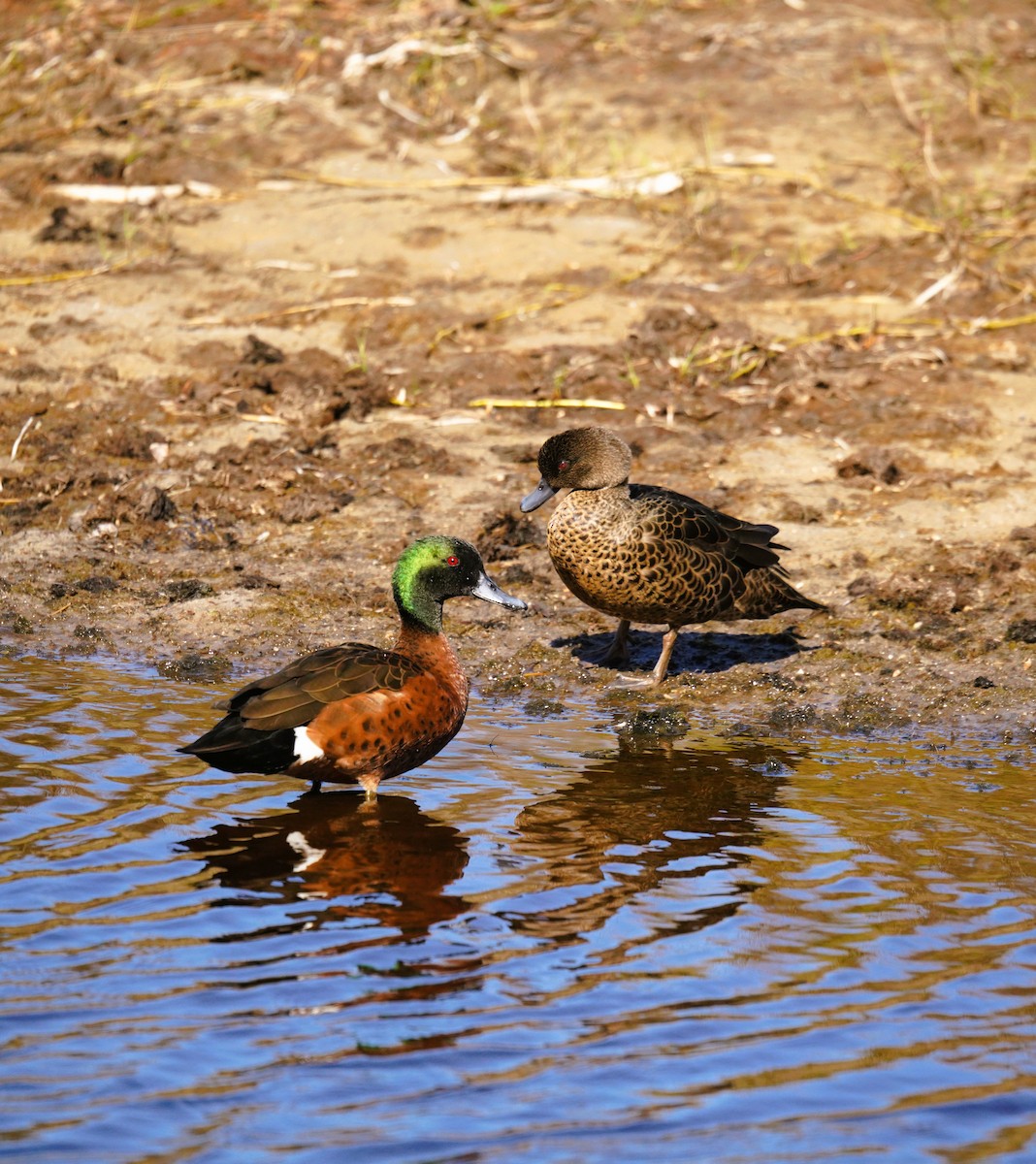 Chestnut Teal - ML641228086