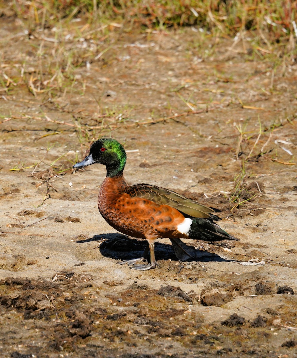 Chestnut Teal - ML641228089