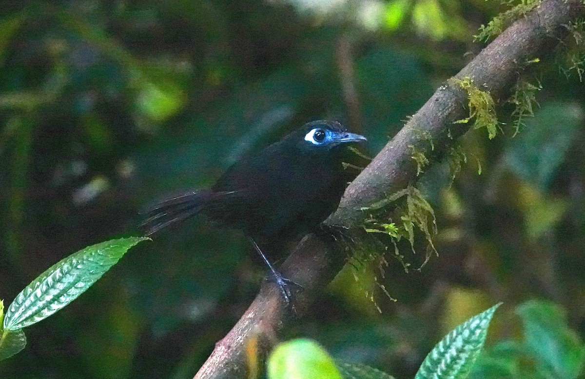 sambomaurfugl (berlepschi) - ML641228092