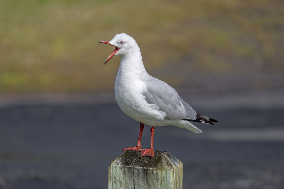 Silver Gull - ML641228099