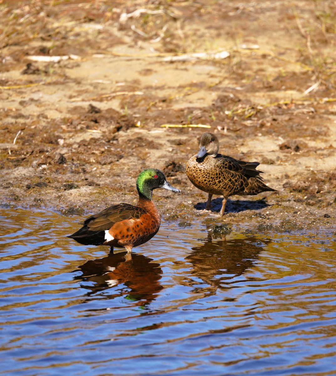 Chestnut Teal - ML641228100