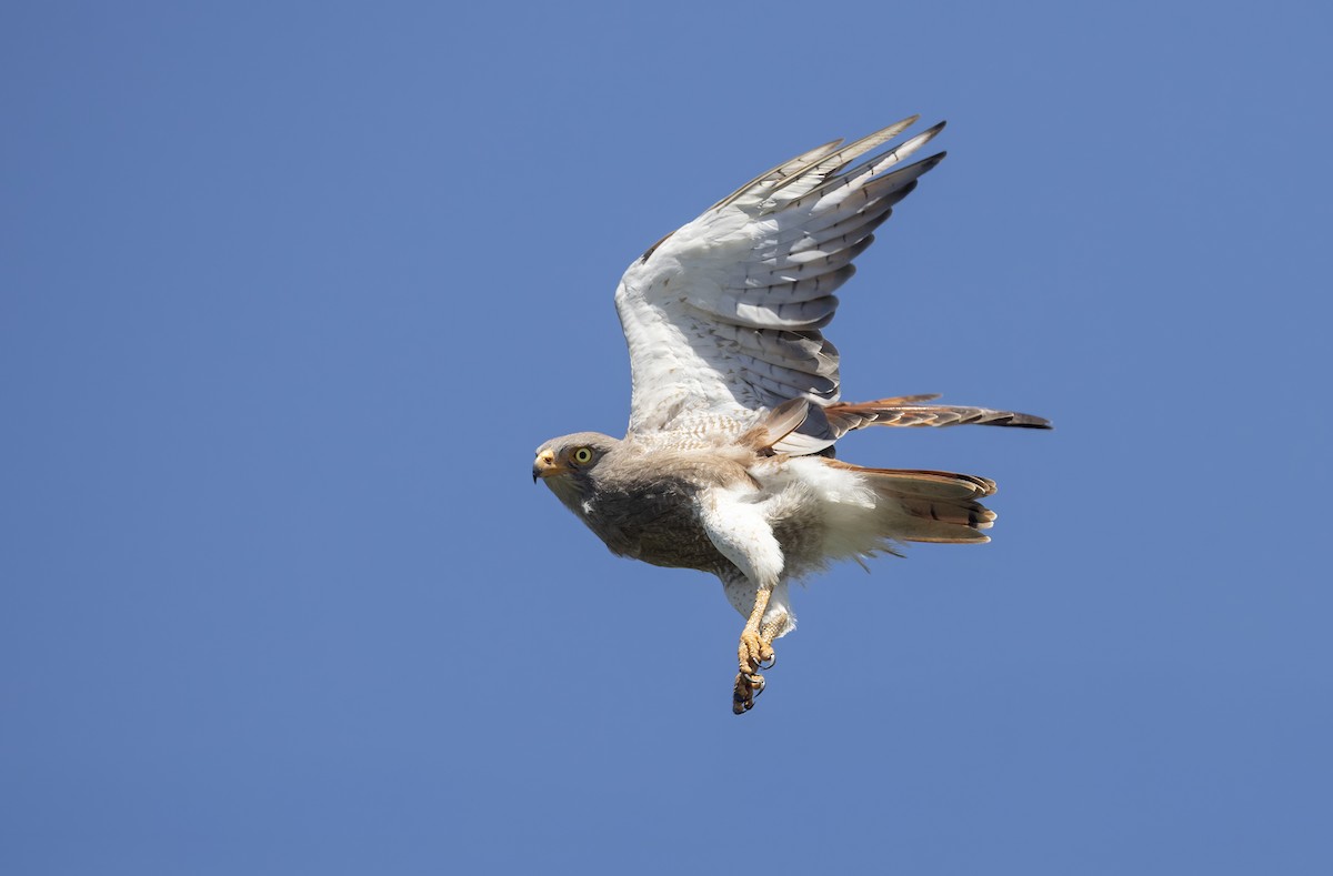 Rufous-winged Buzzard - ML641228119