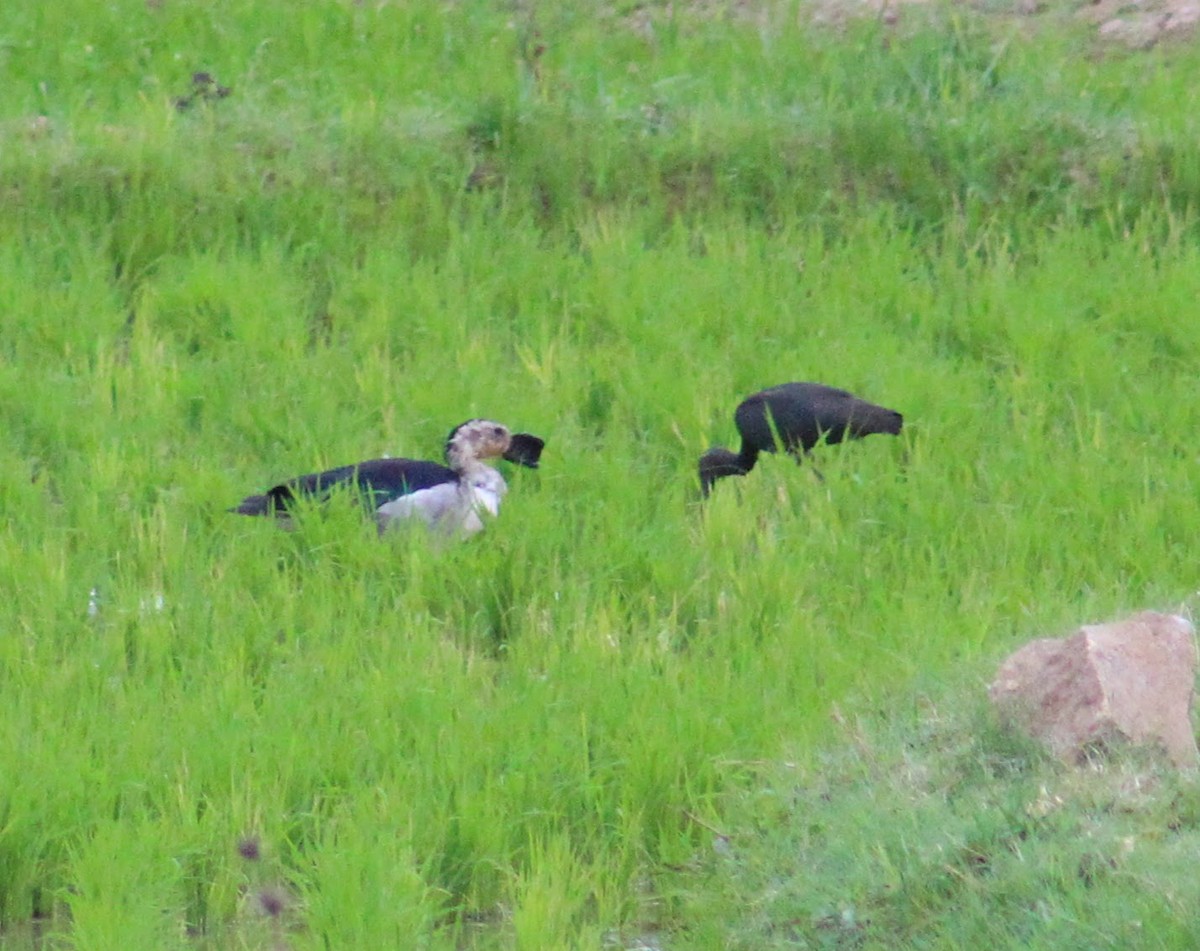 Knob-billed Duck - ML641228132